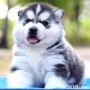 ฟาร์มไซบีเรียนที่ใหญ่ที่สุดAllbest kennel ไซบีเรียนคัดเกรดคุณภาพ