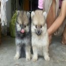 ปอมเพศผู้เกิด19/2/59วัคซีน5โรค 2เข็ม+ถ่ายพยาธิฟอร์มสวย ตัวสั้นหน้าสั้น.  แข็งแรง...