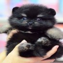 FYPOM KENNEL ขายน้องMini Samson สีแบล็คแทนเพศผู้ ไซส์เล็ก ขนแน่น โครงสร้างดี มีใ...