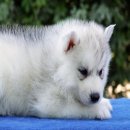 ศูนย์รวมไซบีเรียนฮัสกี้ ที่ใหญ่ที่สุดAllbest kennel ไซบีเรียนคัดเกรดคุณภาพ