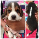 น้องบีเกิ้ล เพศผู้ 4 ตัว พร้อมย้ายบ้านจร้า