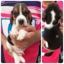 น้องบีเกิ้ลเพศผู้ 3 ตัว พร้อมย้ายบ้านจร้า