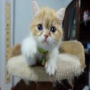 ขายน้องเเมว Exotic หน้าสวยมาก (เมีย) ต่อลองได้