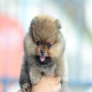 FYPOM KENNEL ขายน้อง Fruit Jelly สีส้ม เพศเมีย ไซส์มาตรฐาน ขนแน่น โครงสร้างดี มี...