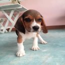 น้องบีเกิ้ลเพศผู้ ราคาไม่แพง พร้อมย้ายบ้านจร้า
