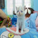 [เปิดจอง]## น้องแมวExotic Shorthairสายพันธุ์ดีพ่อ แม่ลูกครึ่ง CFAเป็นแวนทั้งคู่ค...