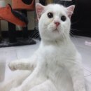 SALE น้องแมว scottish fold พร้อมย้ายบ้านค่ะ 2 ตัวสุดท้าย