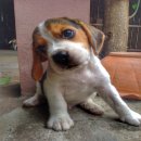 ขายลูกสุนัข Beagle เพศผู้ค่ะ