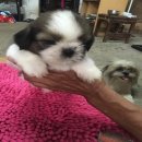 ชิสุห์แท้ เพศผูื อายุ35วัน พร้อมย้ายบ้าน ตัวที่4ครับผม