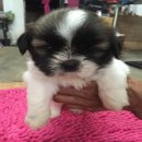 ชิสุห์แท้ เพศผู้ อายุ35วัน พร้อมย้ายบ้าน ตัวที่5ครับผม