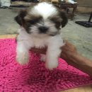 ชิสุห์แท้ เพศผู้ อายุ35วัน พร้อมย้ายบ้าน ตัวที่6ครับผม