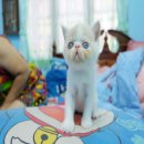 ##[เปิดจอง]## น้องแมวExotic Shorthairสายพันธุ์ดีพ่อ แม่ลูกครึ่ง CFAเป็นแวนทั้งคู...