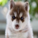 ศูนย์รวมไซบีเรียนฮัสกี้ ที่ใหญ่ที่สุดAllbest kennel 
