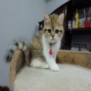 ขายน้องเเมว Exotic หน้าสวยมาก (เมีย) ขายให้คนรักแมว ต่อลองได้