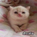 ((( เปิดจองน้องแมว Scottish fold หูตั้ง เพศเเมีย เพศผู้ หน้าแบ๋วค่ะ )))