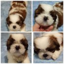 ขายชิสุแท้ หน้าสั่น มาร์คสวย 