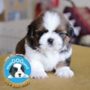 SMALLDOGLAND จำหน่ายลูกสุนัขสายพันธุ์ชิสุห์แท้100%ราคากันเองการันตีสุขภาพและมีบร...