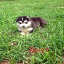 น้องหมาไซบีเรียน เพศผู้ น่าตาน่ารัก โครงสร้างดี ขนหนา ราคาไม่แพง จัดส่งฟรี