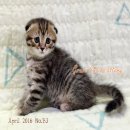 น้องแมว Scottish Fold ลูกครึ่ง CFA (พร้อมย้ายบ้าน) 