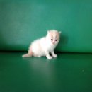 น้องแมวเปอร์เซียราคาต่อรองกันได้