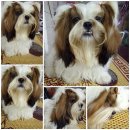 ขายชิสุแท้ หน้าสั่น มาร์คสวย 