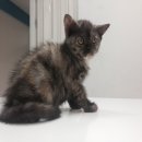 เปิดจองน้องแมว Scottish Fold 