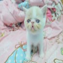 ##[พร้อมย้ายบ้าน]## น้องแมวExotic Shorthairสายพันธุ์ดีพ่อ แม่ลูกครึ่ง CFAเป็นแวน...