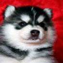 ฟาร์มไซบีเรียนที่ใหญ่ที่สุดมี ลูกสุนัขให้เลือกหลายคอกAllbest kennel