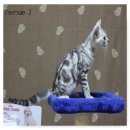 ขายแมวอเมริกันช๊อทแฮร์สวยๆเลยคะ by Petto house1