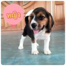 น้องบีเกิ้ล ผู้ 1 เมีย 1 สวยๆ ราคา 6000  พร้อมย้ายบ้านจร้า