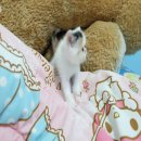 ##[พร้อมย้ายบ้าน]## น้องแมวExotic Shorthairสายพันธุ์ดีพ่อ แม่ลูกครึ่ง CFAเป็นแวน...