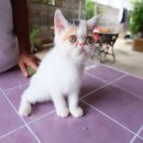 ##[พร้อมย้ายบ้าน]### น้องแมวExotic Shorthairสายพันธุ์ดีพ่อ แม่ลูกครึ่ง CFAเป็นแว...
