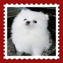 ขายปอมเมอเรเนี่ยน