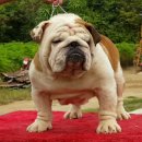 พ่อพันธุ์บลูด็อกรับผสม[ ฮาเลย์ ] สายเลือดดี เป็นลูก GRAND Am.Th.Ch BRUISER