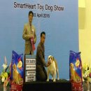 จัมโบ้ พ่อพันธุ์บูลด็อกหนุ่ม Th.Ch.vodka bulldogs duke มีผลงานแล้ว เปิดรับผสม สน...