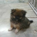 ขายลูกสุนัขปอมตัวผู้. 1 ตัว เกิด 5 พ.ค.2559 ฉีดวัคซีนเข็มแรกแล้ว ตัวละ 4,500 บาท...