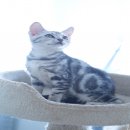 ขายเด็กชาย American Shorthair พันธุ์แท้ พร้อมย้ายบ้านค่ะ