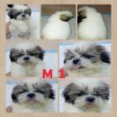 ชิสุห์ หล่อๆ น่ารักๆ  มาแล้วคาะ