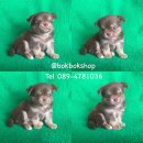 ชิวาวาขนยาวสีช็อคเเทนเพศชาย  089-4781036