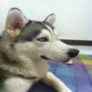 รับผสมพันธุ์ไซบีเรียน ฮักกี้ ตาฟ้าคู่