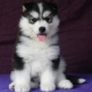 ศูนย์รวมไซบีเรียนฮัสกี้ ที่ใหญ่ที่สุดในประเทศไทย Allbest kennel 