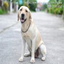 แบ่งขายแม่พันธุ์ลาบราดอร์ อายุ 1-2.5 ปี จำนวน 2 ตัว