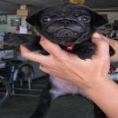 น้องปั๊กดำเพศเมีย อายุ 42 วัน สวยๆ ริงเกิ้ลล้น