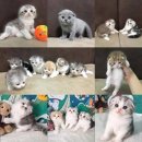 น้องแมว SCOTTISH FOLD ว่างเปิดจอง/พร้อมย้ายบ้าน