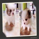 จำหน่ายลูกสุนัขปอมทั้งปลีกและส่งราคา5000-12000บาทพร้อมบริการส่ง