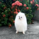 แนวหน้า พ่อพันธุ์ ประจำคอก White pom home  (ไม่ได้เปิดรับผสมนะค่ะ)