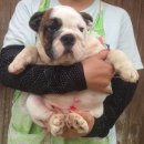 ขายลูกสุนัขบลูด๊อกอ้วนๆน่ารักๆ โครงสร้างดี หัวโต มีเพศผู้ให้เลือกหลายตัว มีใบเพ็...