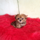 สวยๆ ยอร์คเชียเพศเมียสีทอง วัย 2 ด.