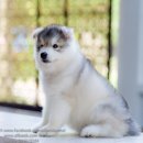 ฟาร์มไซบีเรียนที่ใหญ่ที่สุดมี ลูกสุนัขให้เลือกหลายคอกAllbest kennel