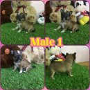 เปิดจองชิวาว่าชาย6 ญ2 สวยๆน่ารักหัวแอปเปิ้ล พร้อมใบเพ็ด 0892323833